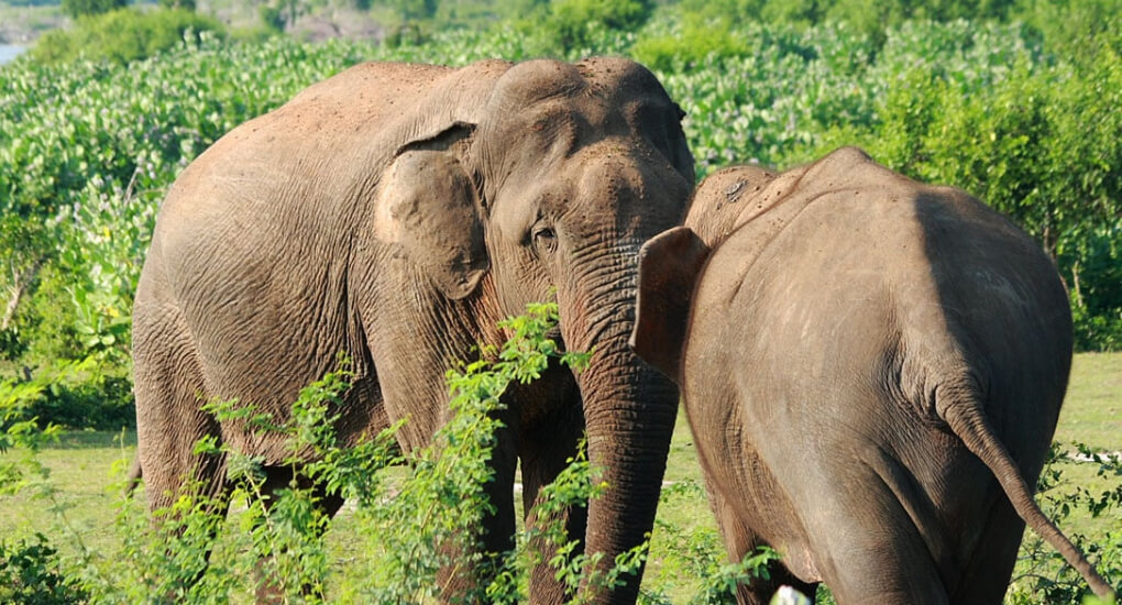 Wild Elephants Bundala National Park