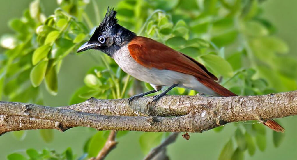 Bird at Wirawila Bird Sanctuary