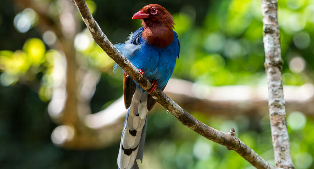 Wirawila Bird Sanctuary