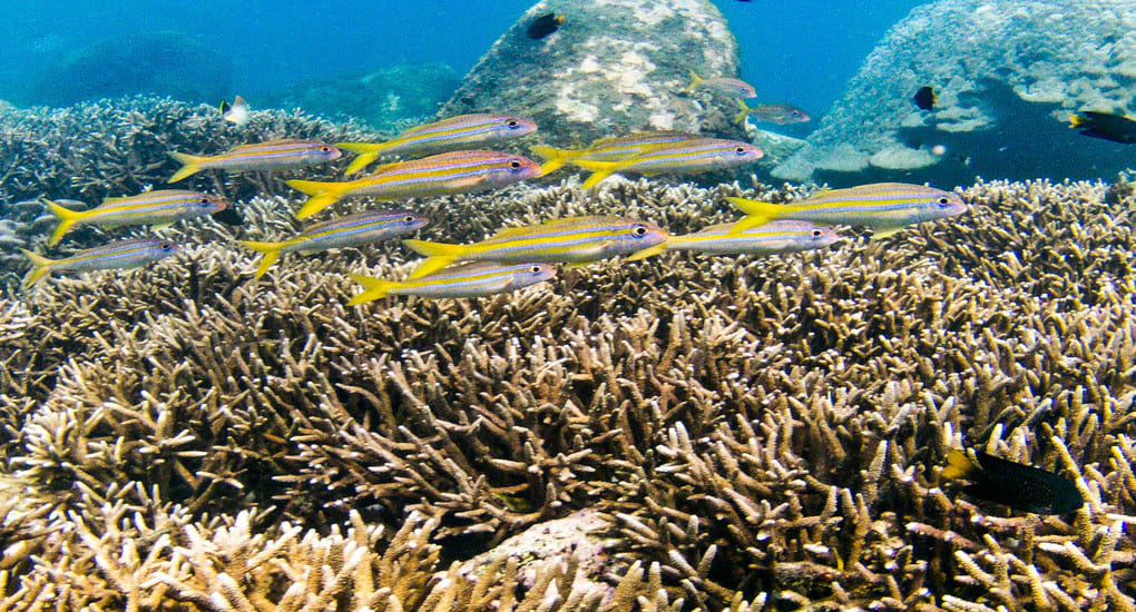 Underwater coral reefs in Trincomalee