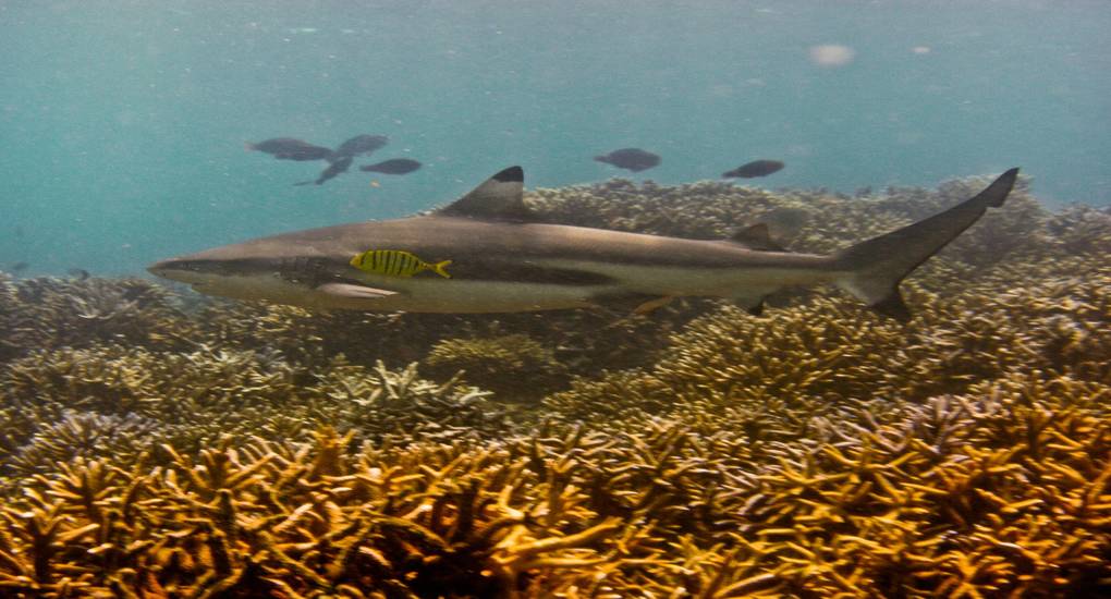 Variety of coral reefs and coral reef fish