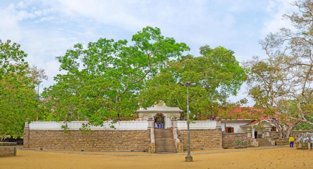 Sri Maha Bodhi