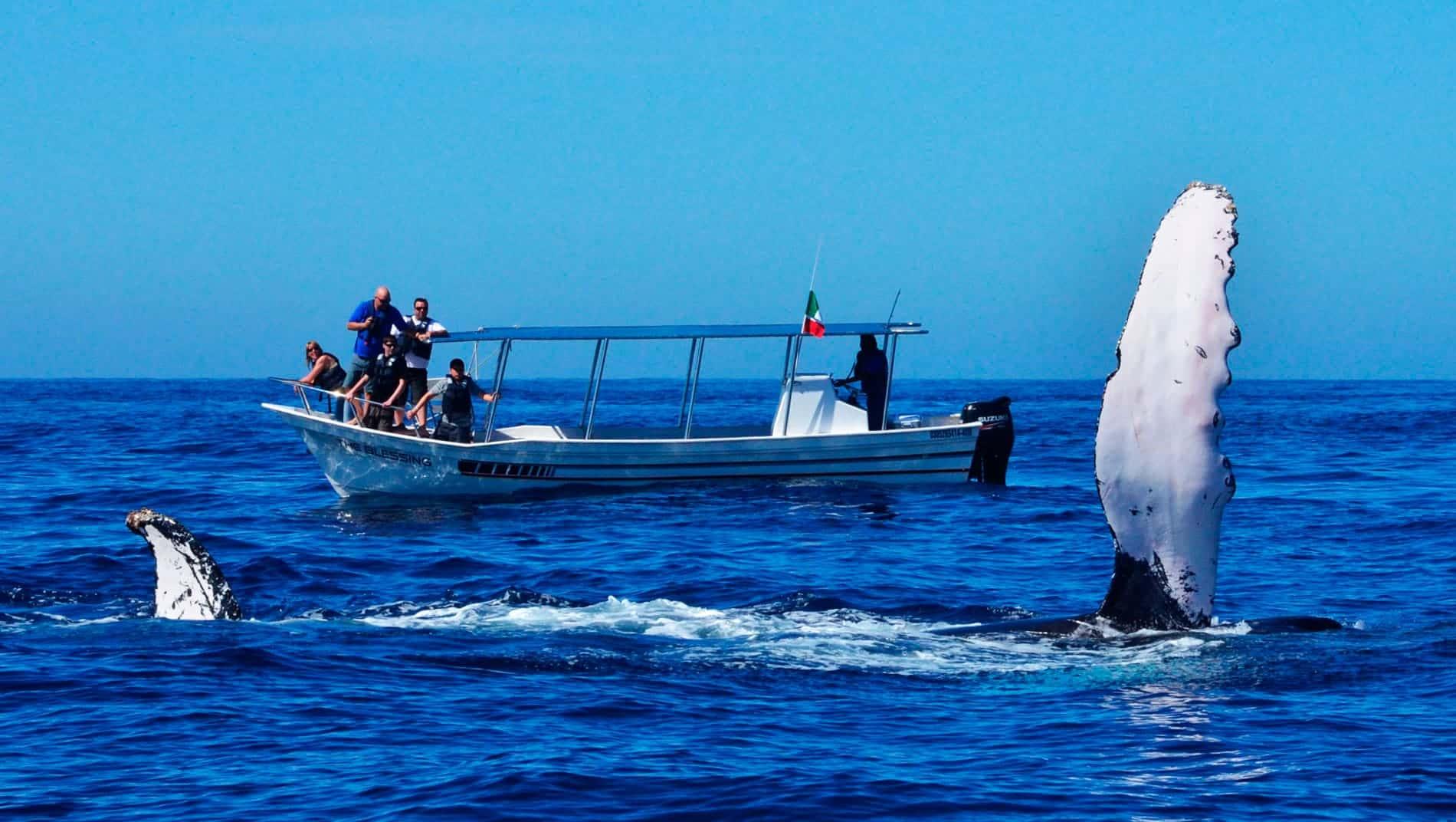 Tourists enjoying the view of blue Whales