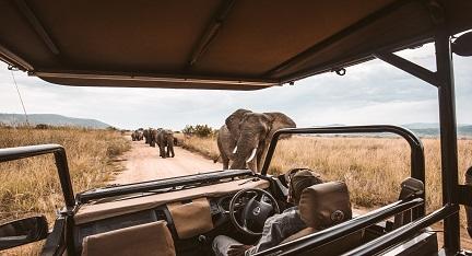Elephants up-close