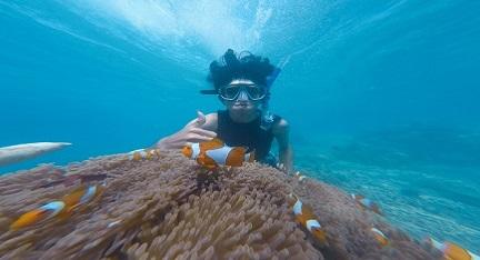 Snorkeling & diving